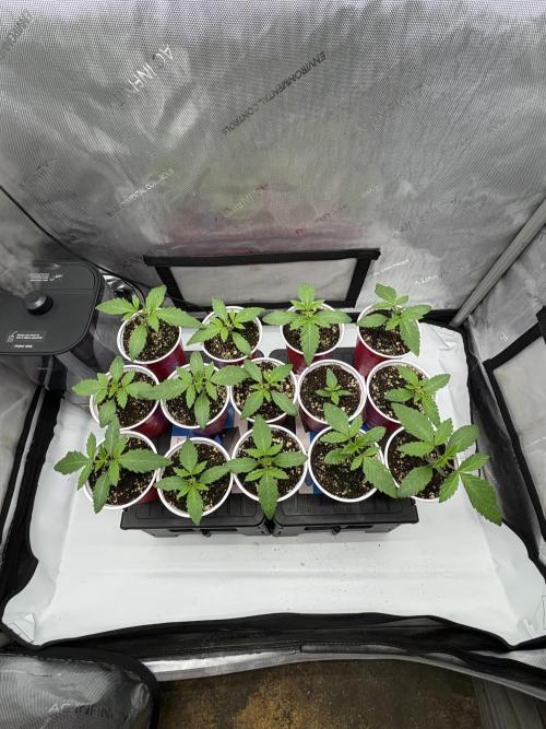 White Runtz Indoor Grow. Week 2 - Day#12