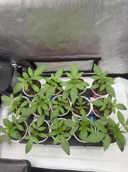 White Runtz Indoor Grow. Week 2 - Day#13