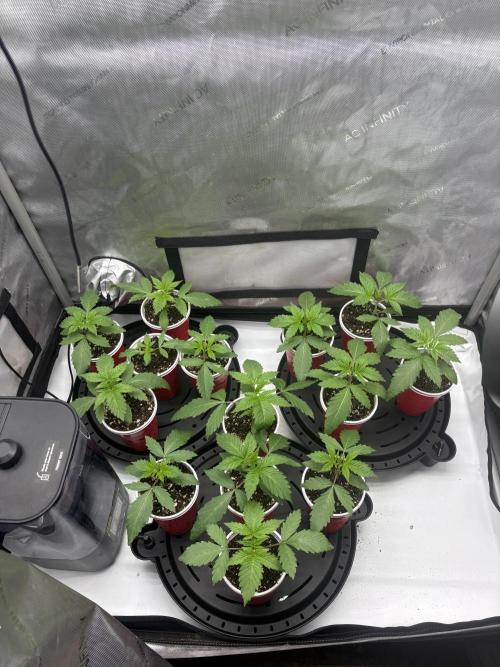 White Runtz Indoor Grow. Week 2 - Day#14