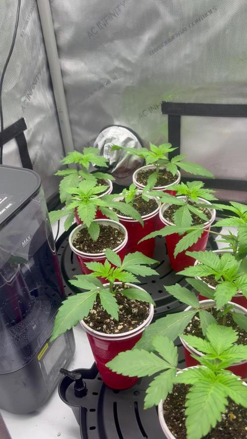 White Runtz Indoor Grow