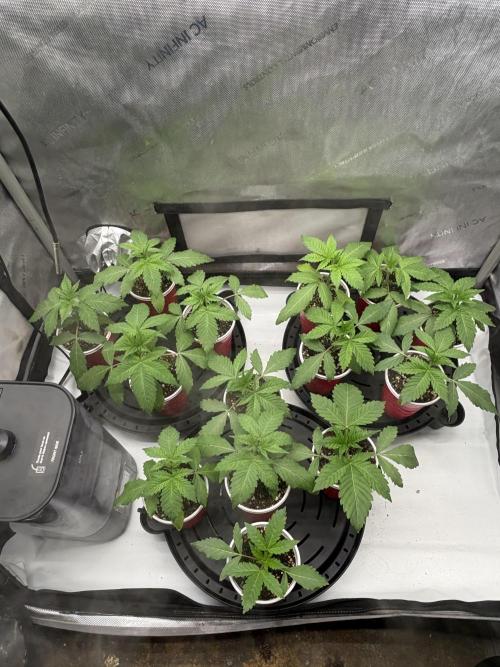 White Runtz Indoor Grow. Week 3