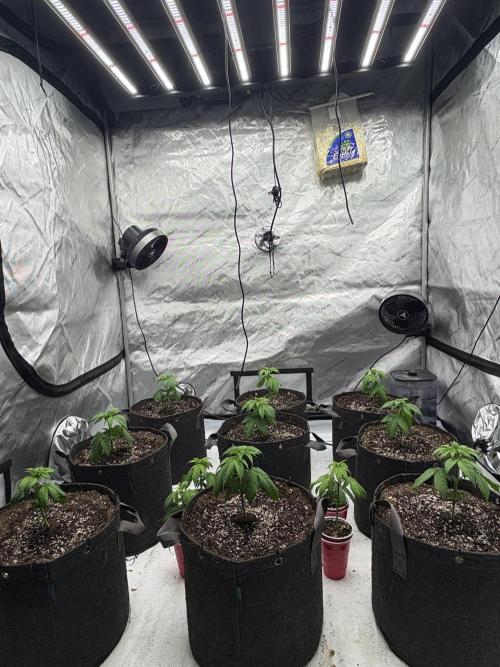 White Runtz Indoor Grow. Week 3