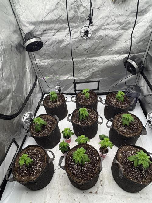 White Runtz Indoor Grow. Week 3