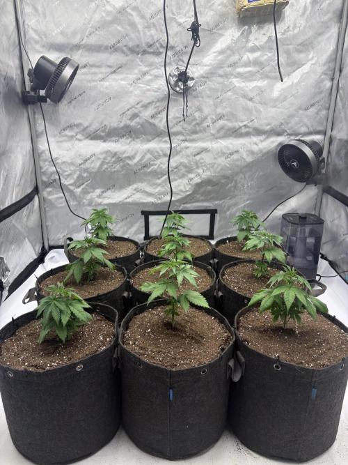White Runtz Indoor Grow. Week 3