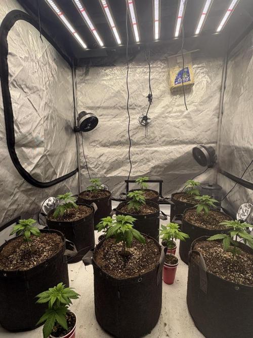 Cloudlab 632D Advance Grow Tent 3x2 (36 x 24 x 72). Week 3