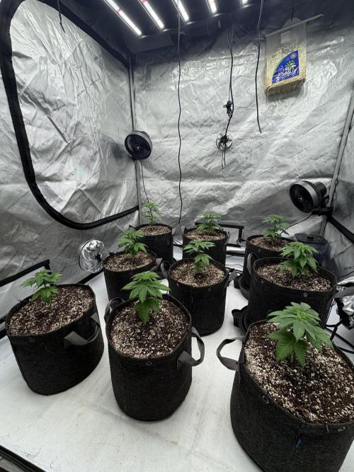 White Runtz Indoor Grow. Week 4