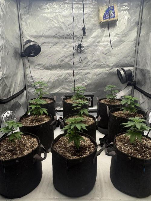 White Runtz Indoor Grow. Week 4