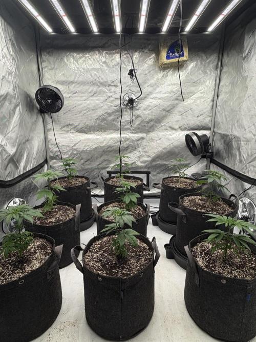 White Runtz Indoor Grow. Week 4