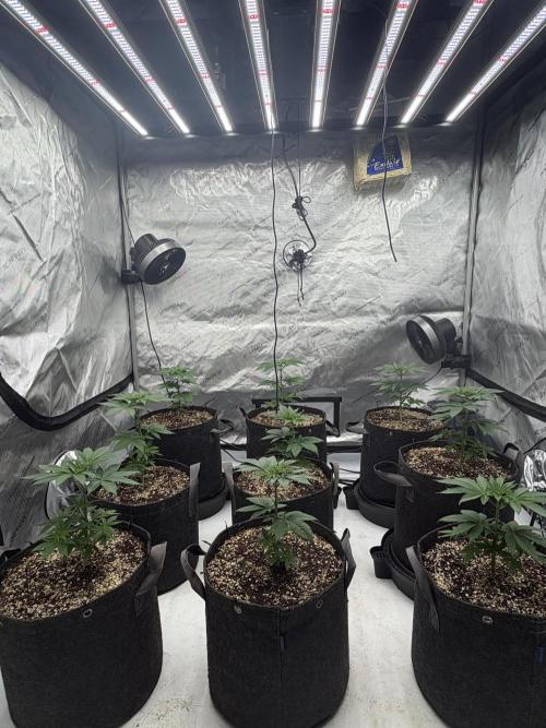 White Runtz Indoor Grow. Week 4