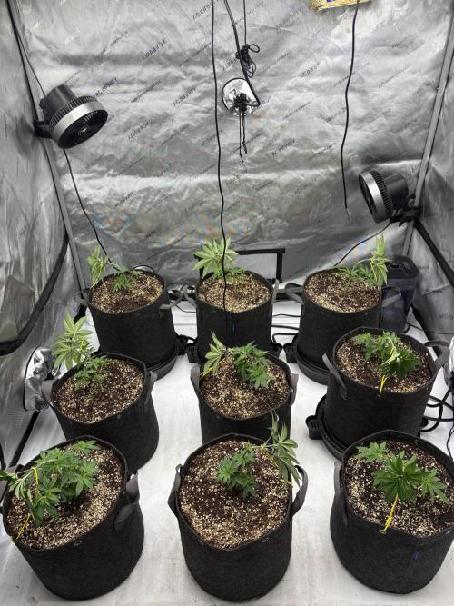 White Runtz Indoor Grow. Week 4