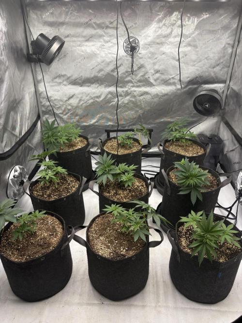 White Runtz Indoor Grow. Week 4