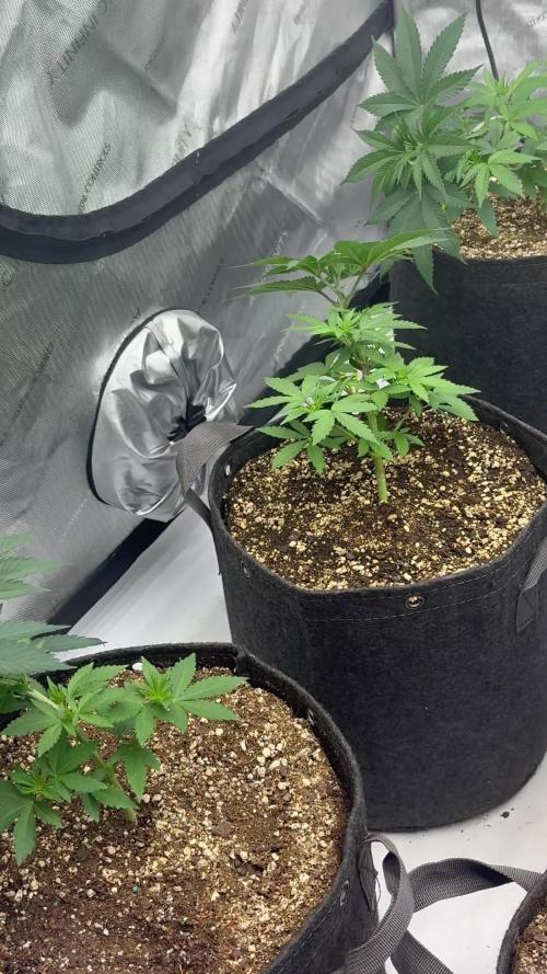 White Runtz Indoor Grow