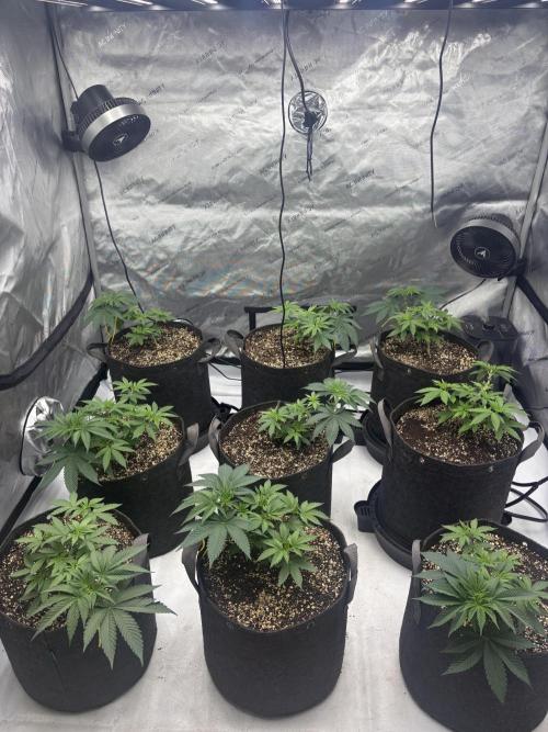 White Runtz Indoor Grow. Week 5