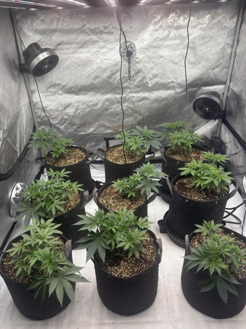 White Runtz Indoor Grow. Week 5