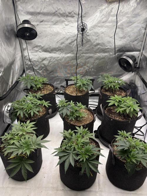 White Runtz Indoor Grow. Week 5