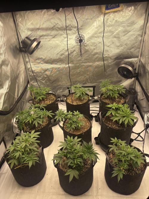White Runtz Indoor Grow. Week 5