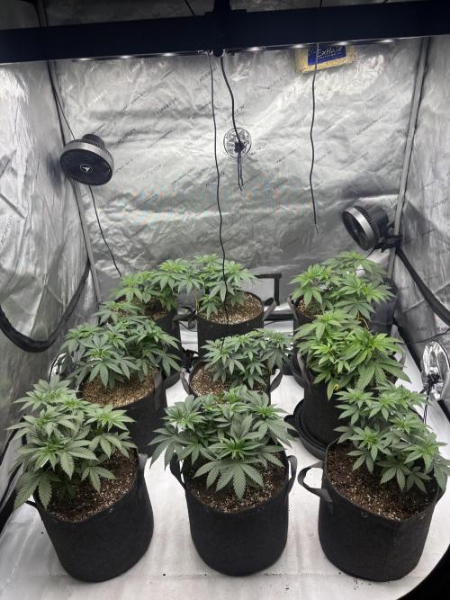 White Runtz Indoor Grow. Week 5