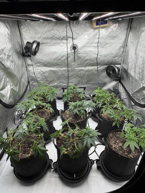 White Runtz Indoor Grow. Week 5