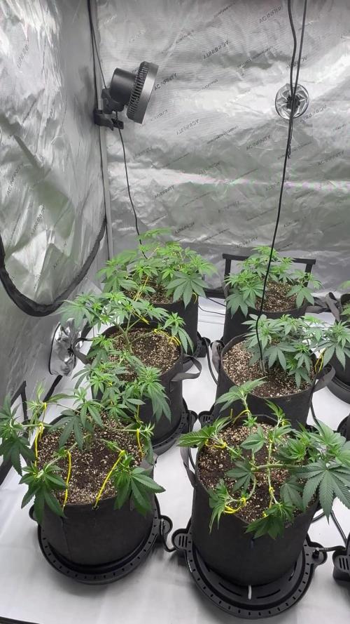 White Runtz Indoor Grow