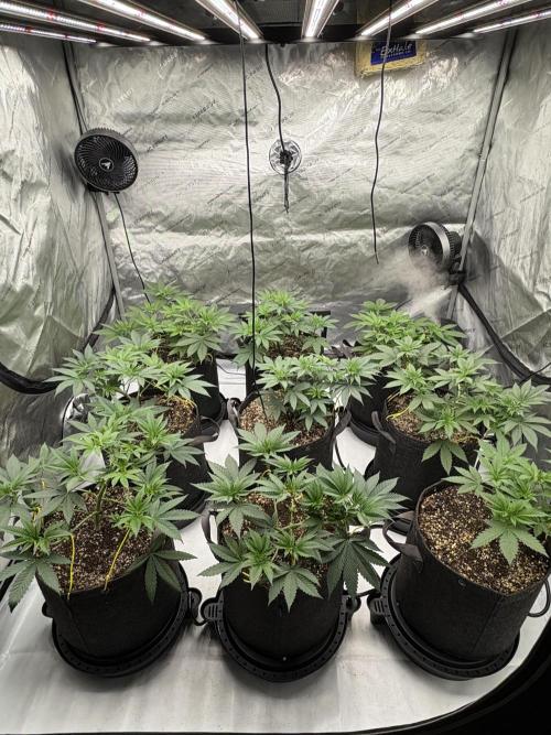 White Runtz Indoor Grow. Week 6