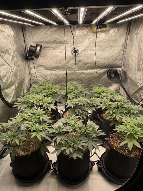 White Runtz Indoor Grow. Week 6