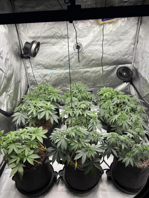 White Runtz Indoor Grow. Week 6