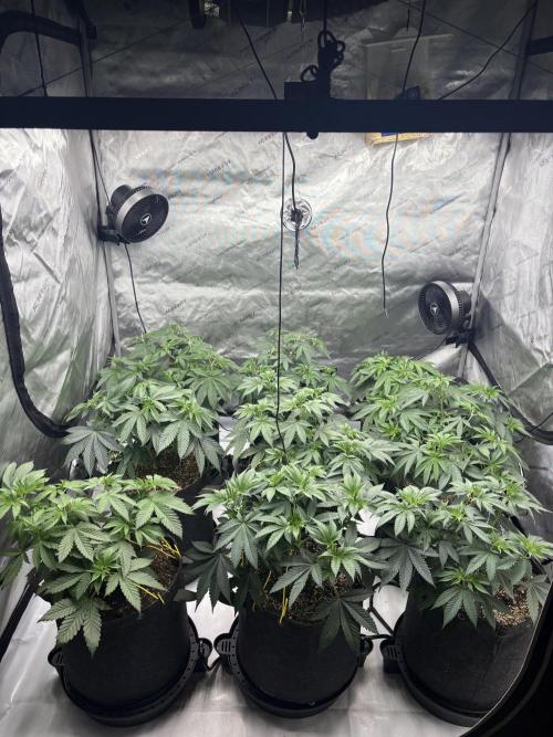 White Runtz Indoor Grow. Week 6