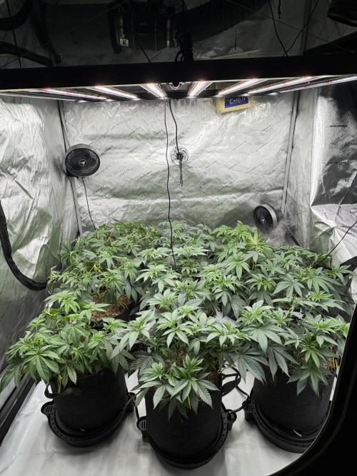 White Runtz Indoor Grow. Week 6