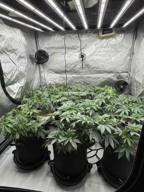 White Runtz Indoor Grow. Week 6