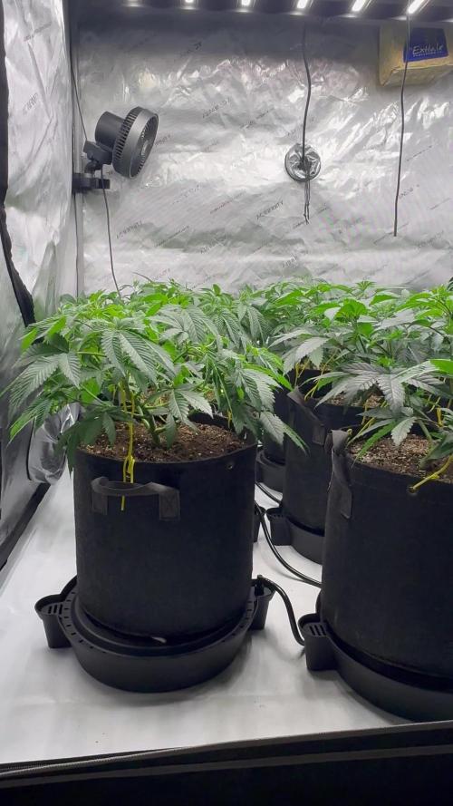 White Runtz Indoor Grow
