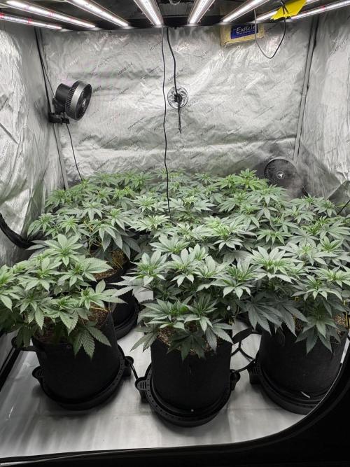 White Runtz Indoor Grow. Week 7
