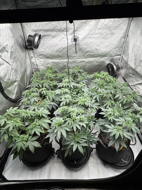 White Runtz Indoor Grow. Week 7
