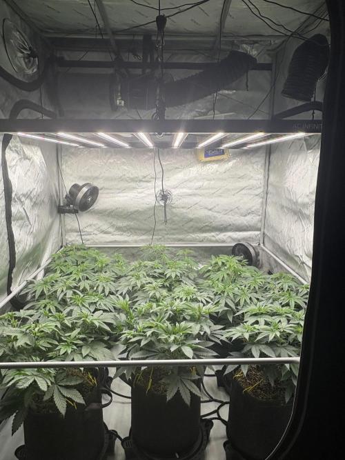 White Runtz Indoor Grow. Week 7