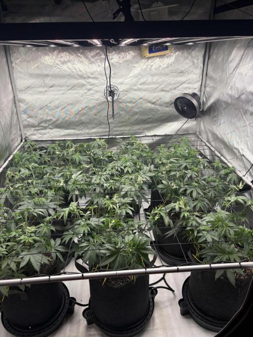 White Runtz Indoor Grow. Week 7