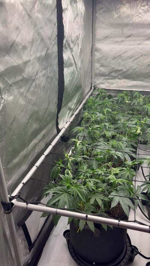 White Runtz Indoor Grow