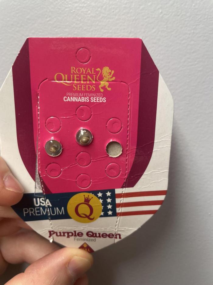 Purple Queen RQS indoor. Week 0 - Purple Queen Feminized Royal Queen Seeds 