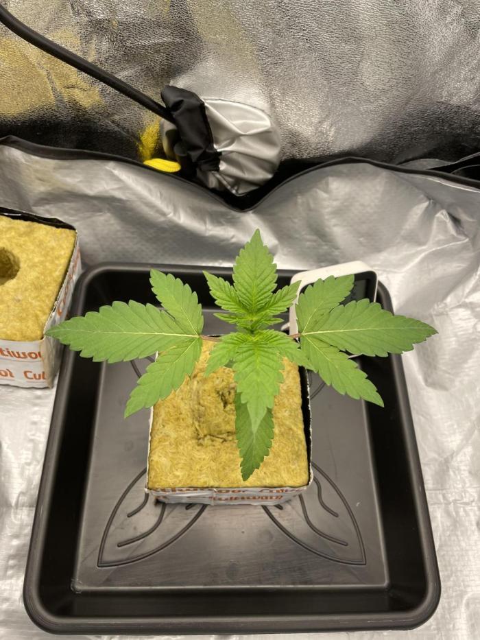 Purple Queen RQS indoor. Week 2 - Growing good