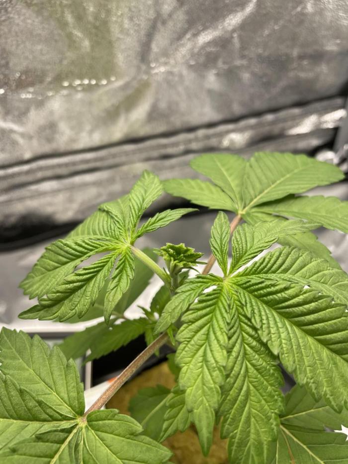 Purple Queen RQS indoor. Week 3 - I tried to “f.i.m.” but I actually missed 