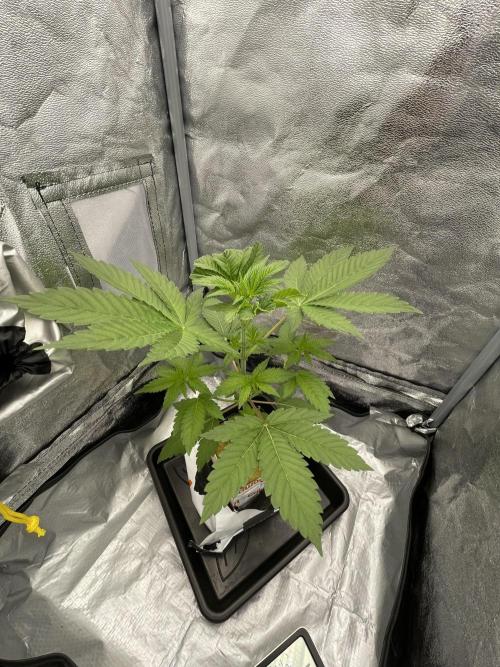 Purple Queen RQS indoor. Week 4