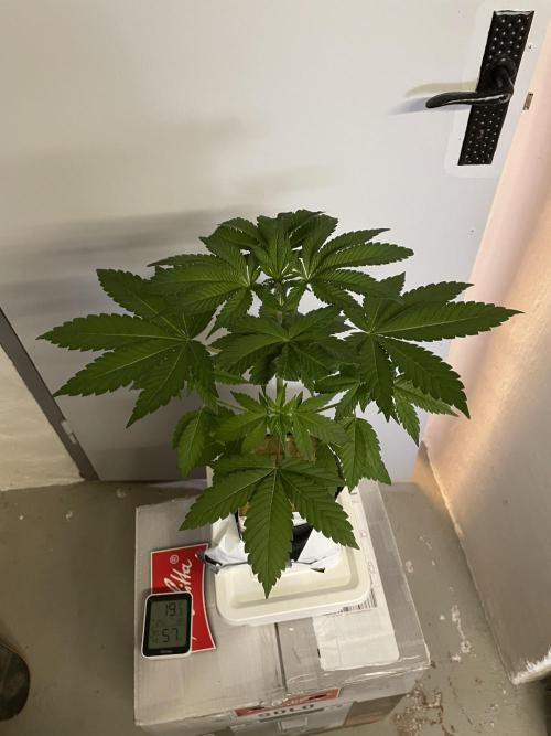 Purple Queen RQS indoor. Week 4