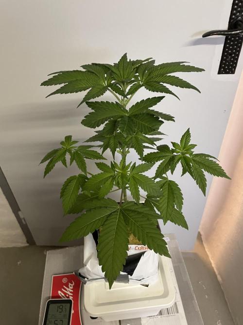 Purple Queen RQS indoor. Week 4