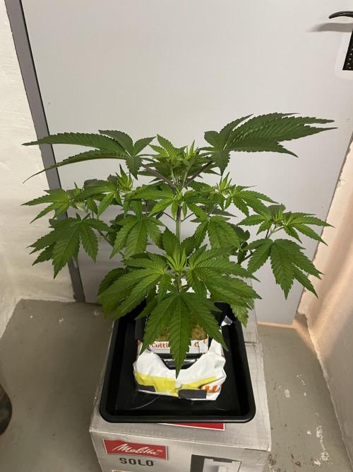 Purple Queen RQS indoor. Week 5