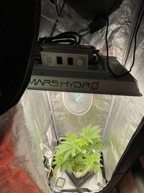 Purple Queen RQS indoor. Week 5