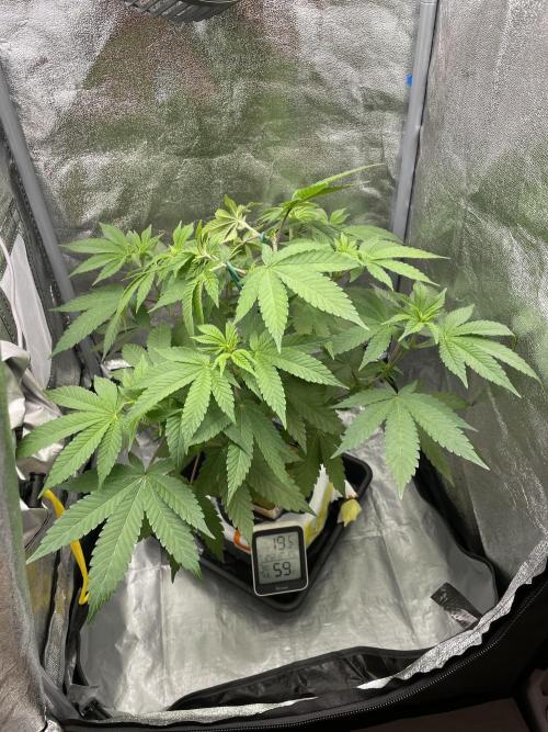 Purple Queen RQS indoor. Week 6