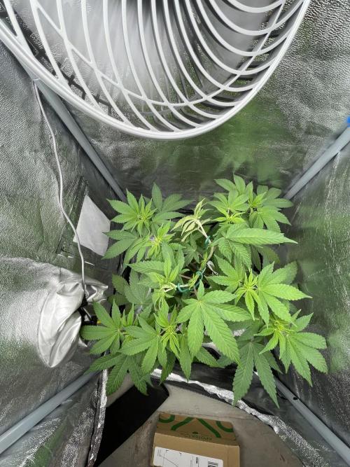 Purple Queen RQS indoor. Week 6