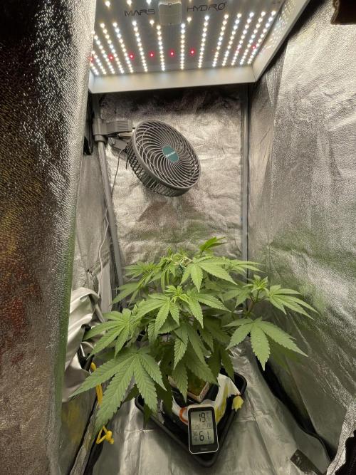 Purple Queen RQS indoor. Week 6