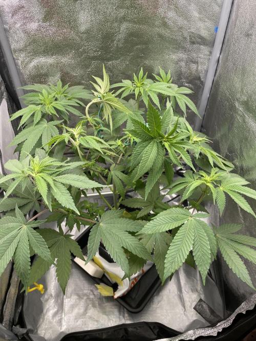 Purple Queen RQS indoor. Week 7