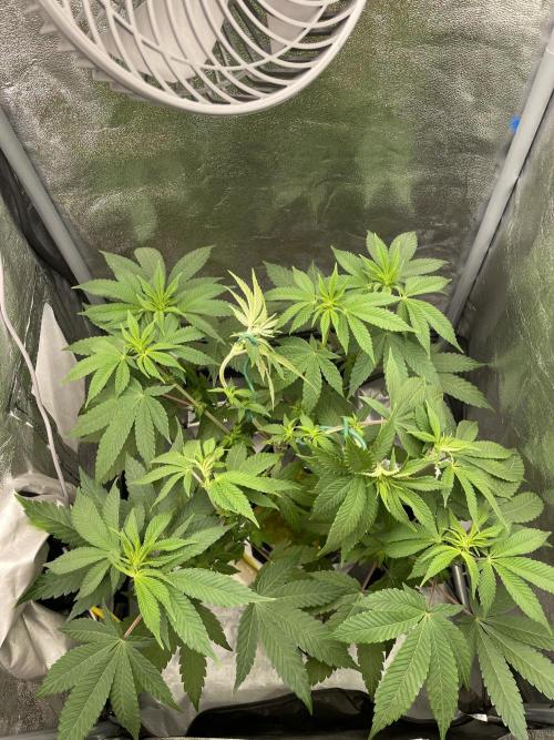 Purple Queen RQS indoor. Week 7
