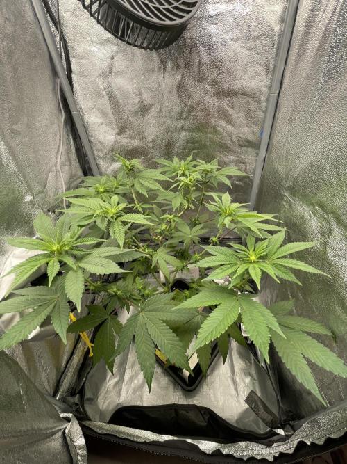 Purple Queen RQS indoor. Week 7