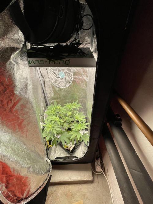 Purple Queen RQS indoor. Week 7